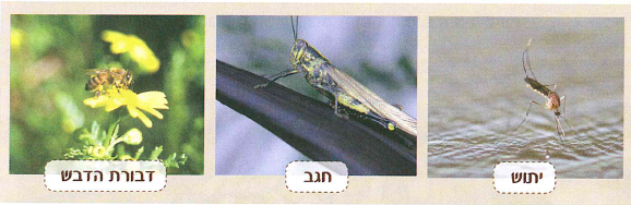 (בספר תמונה)